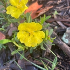 Hibbertia obtusifolia at Burra, NSW - 17 Oct 2020 09:56 AM