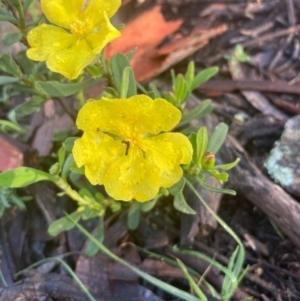 Hibbertia obtusifolia at Burra, NSW - 17 Oct 2020
