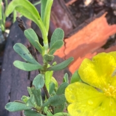 Hibbertia obtusifolia at Burra, NSW - 17 Oct 2020 09:56 AM