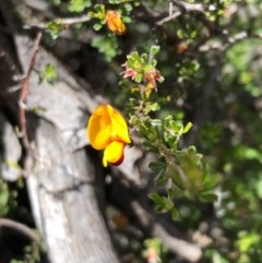 Pultenaea microphylla (Egg and Bacon Pea) at Stony Creek Nature Reserve - 17 Oct 2020 by MeganDixon