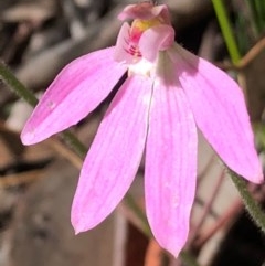 Caladenia carnea (Pink Fingers) at Carwoola, NSW - 17 Oct 2020 by MeganDixon