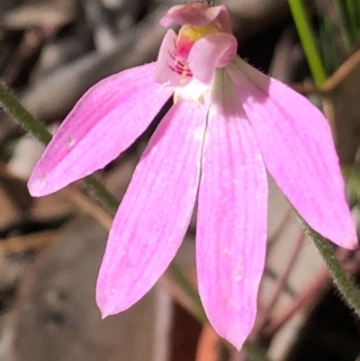 Caladenia carnea (Pink Fingers) at Carwoola, NSW - 17 Oct 2020 by MeganDixon