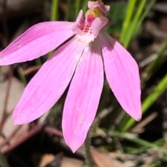 Caladenia carnea at Carwoola, NSW - 17 Oct 2020