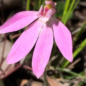 Caladenia carnea at Carwoola, NSW - 17 Oct 2020