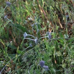 Brunonia australis (Blue Pincushion) at Wodonga, VIC - 17 Oct 2020 by Kyliegw