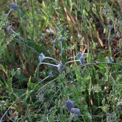 Brunonia australis (Blue Pincushion) at Wodonga - 17 Oct 2020 by Kyliegw