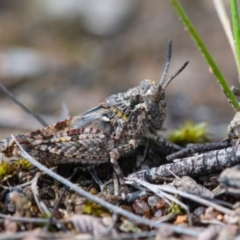 Pycnostictus sp. (genus) (A bandwing grasshopper) at Googong, NSW - 16 Oct 2020 by Wandiyali