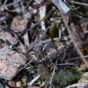 Pycnostictus sp. (genus) at Googong, NSW - 17 Oct 2020