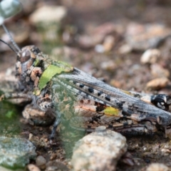 Exarna includens at Googong, NSW - 17 Oct 2020