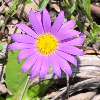Calotis scabiosifolia var. integrifolia (Rough Burr-daisy) at Carwoola, NSW - 17 Oct 2020 by MeganDixon