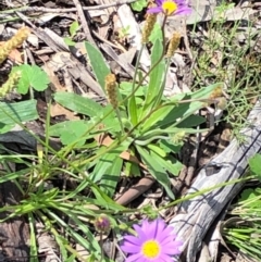 Calotis scabiosifolia var. integrifolia at Carwoola, NSW - 17 Oct 2020