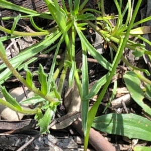 Calotis scabiosifolia var. integrifolia at Carwoola, NSW - 17 Oct 2020