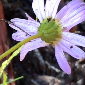 Brachyscome rigidula at Carwoola, NSW - 17 Oct 2020 09:49 AM