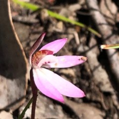 Caladenia fuscata (Dusky Fingers) at Carwoola, NSW - 28 Sep 2020 by MeganDixon