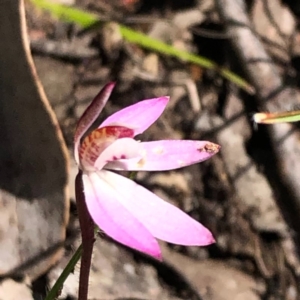 Caladenia fuscata at Carwoola, NSW - 28 Sep 2020