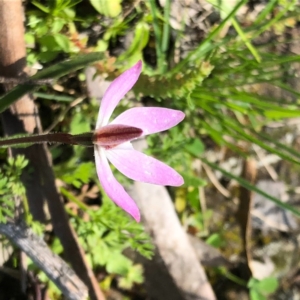 Caladenia fuscata at Carwoola, NSW - 28 Sep 2020