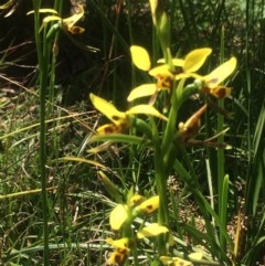 Diuris sulphurea (Tiger Orchid) at Kambah, ACT - 17 Oct 2020 by George