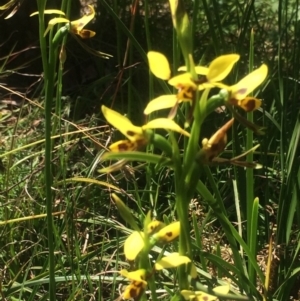 Diuris sulphurea at Kambah, ACT - 17 Oct 2020