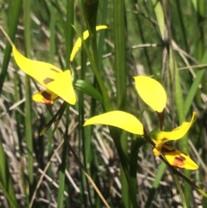 Diuris sulphurea at Kambah, ACT - 17 Oct 2020