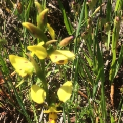 Diuris sulphurea at Kambah, ACT - 17 Oct 2020