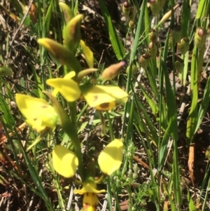 Diuris sulphurea at Kambah, ACT - 17 Oct 2020