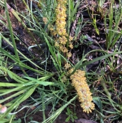 Lomandra multiflora (Many-flowered Matrush) at Carwoola, NSW - 16 Oct 2020 by MeganDixon