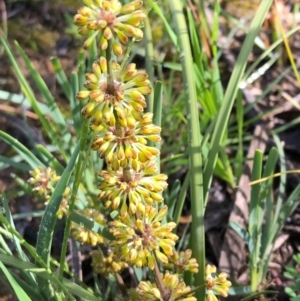 Lomandra multiflora at Carwoola, NSW - 17 Oct 2020