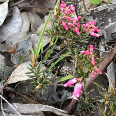 Lissanthe strigosa subsp. subulata (Peach Heath) at Carwoola, NSW - 28 Sep 2020 by MeganDixon