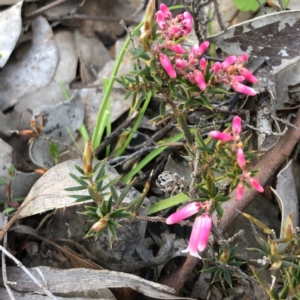 Lissanthe strigosa subsp. subulata at Carwoola, NSW - 28 Sep 2020