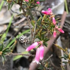 Lissanthe strigosa subsp. subulata at Carwoola, NSW - 28 Sep 2020