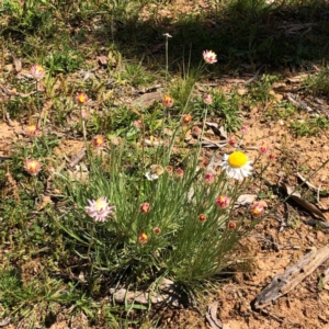 Leucochrysum albicans subsp. tricolor at Carwoola, NSW - 28 Sep 2020