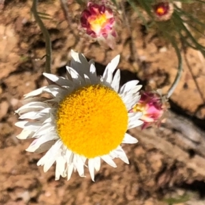 Leucochrysum albicans subsp. tricolor at Carwoola, NSW - 28 Sep 2020