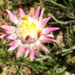 Leucochrysum albicans subsp. tricolor at Carwoola, NSW - 28 Sep 2020