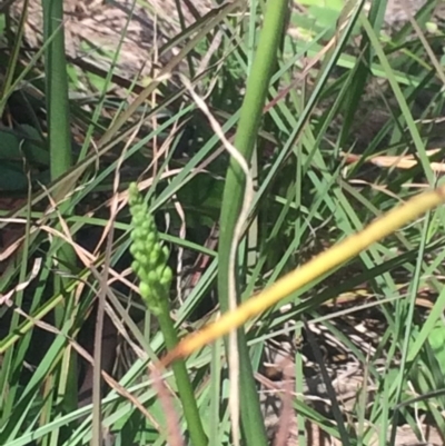 Microtis sp. (Onion Orchid) at Kambah, ACT - 17 Oct 2020 by George