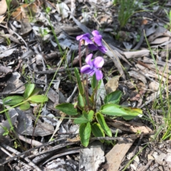 Viola betonicifolia (Mountain Violet) at Carwoola, NSW - 28 Sep 2020 by MeganDixon