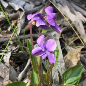 Viola betonicifolia at Carwoola, NSW - 28 Sep 2020