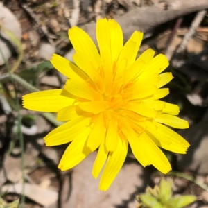 Microseris walteri at Carwoola, NSW - 28 Sep 2020