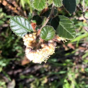 Pomaderris eriocephala at Carwoola, NSW - 28 Sep 2020