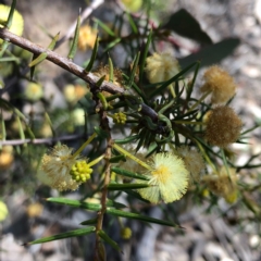 Acacia genistifolia (Early Wattle) at Stony Creek Nature Reserve - 28 Sep 2020 by MeganDixon
