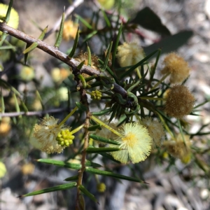 Acacia genistifolia at Carwoola, NSW - 28 Sep 2020 01:50 PM