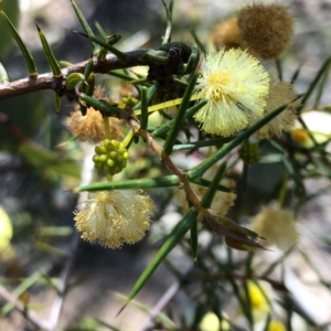 Acacia genistifolia at Carwoola, NSW - 28 Sep 2020
