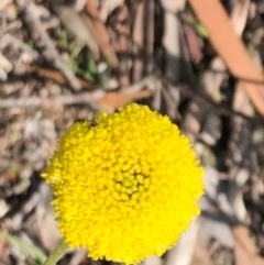 Craspedia variabilis (Common Billy Buttons) at Carwoola, NSW - 28 Sep 2020 by MeganDixon