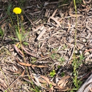 Craspedia variabilis at Carwoola, NSW - 28 Sep 2020