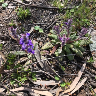 Ajuga australis (Austral Bugle) at Stony Creek Nature Reserve - 28 Sep 2020 by MeganDixon