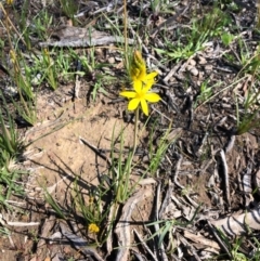 Bulbine bulbosa (Golden Lily) at Carwoola, NSW - 28 Sep 2020 by MeganDixon