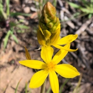 Bulbine bulbosa at Carwoola, NSW - 28 Sep 2020