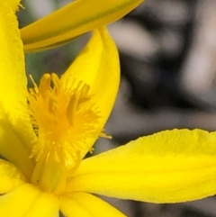 Bulbine bulbosa at Carwoola, NSW - 28 Sep 2020