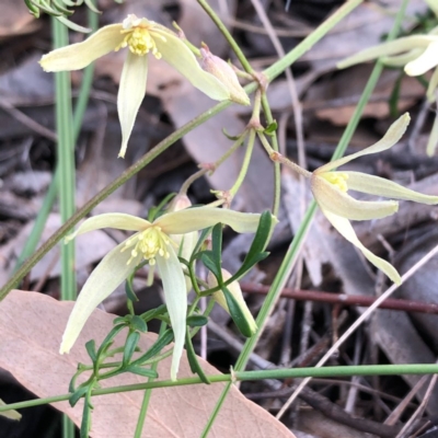 Clematis leptophylla (Small-leaf Clematis, Old Man's Beard) at Stony Creek Nature Reserve - 19 Aug 2020 by MeganDixon