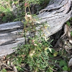 Clematis leptophylla at Carwoola, NSW - 19 Aug 2020