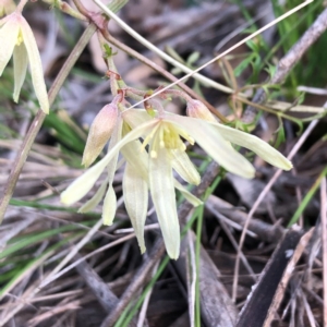 Clematis leptophylla at Carwoola, NSW - 19 Aug 2020